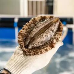 [품질보장] 완도 활전복 6-7미 1kg 살아서도착 +손질도구 선물용 이바지