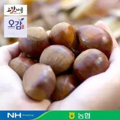 [충남 공주] 농협선별 공주 알밤 2kg(특) 2026년 햇밤
