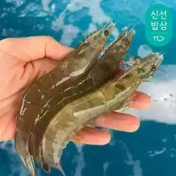 [품질보장] 이순신수산 국내산 흰다리새우 제철 생물 활새우 1kg (38-43미내외)