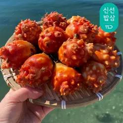 [품질보장]이순신수산 생산자직판 제철 멍게 활멍게 2kg