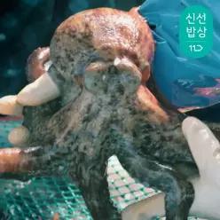 [품질보장]이순신수산 남해안 자연산 돌문어 2kg [1-6미]