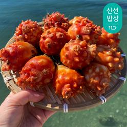 [품질보장]이순신수산 생산자직판 제철 멍게 활멍게 1kg