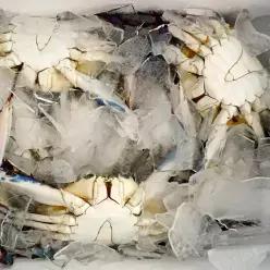 26년 먼바다 햇 가을꽃게 대사이즈 급냉 3kg (10~15미)