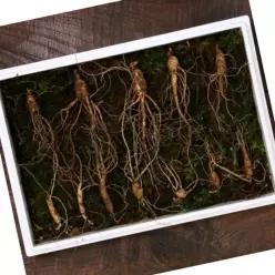 다온 무농약 산양 산삼 7년근 중대 12뿌리 선물 한지 박스