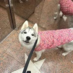 대형견 할매 조끼 강아지 큰개 애견조끼 가을 겨울