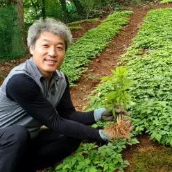 강원도 흙에서 재배한 영양가득 새싹삼 130뿌리 샐러드 삼겹살용 횟집용 고기집용 삼계탕