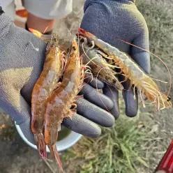 국산 신안 제철 흰다리새우 왕새우 1kg [30미 내외]