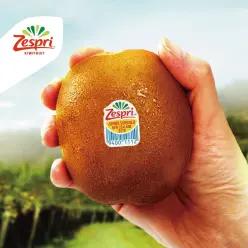 썬 골드키위 자이언트 사이즈 총 3.2kg (21입, 개당 150g 내외)