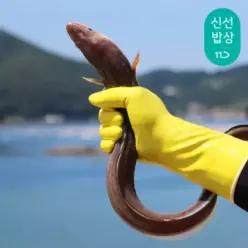 [품질보장]이순신수산 통영 국내산 붕장어 아나고 자연산 바다장어 [특대] 1kg (1미) 손질후 600g