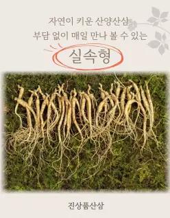6년근 30뿌리 파삼 못난이 산양산삼 장뇌삼 매일먹는 산삼