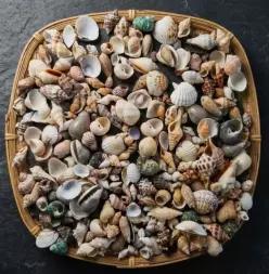 diy 만들기 재료 화분 어항 장식 소품 조개껍질 0.5-3cm 1kg