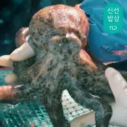 [품질보장] 이순신수산 남해안 자연산 두마리 돌문어 1kg [2미]