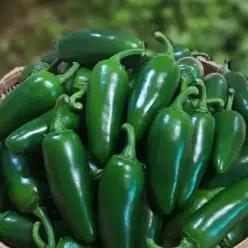 첫수확 국산 퍼팩트 할라피뇨 고추 퍼펙트 아삭이 장아찌 피클용 1kg 4kg 매콤아삭 퍼펙트고추
