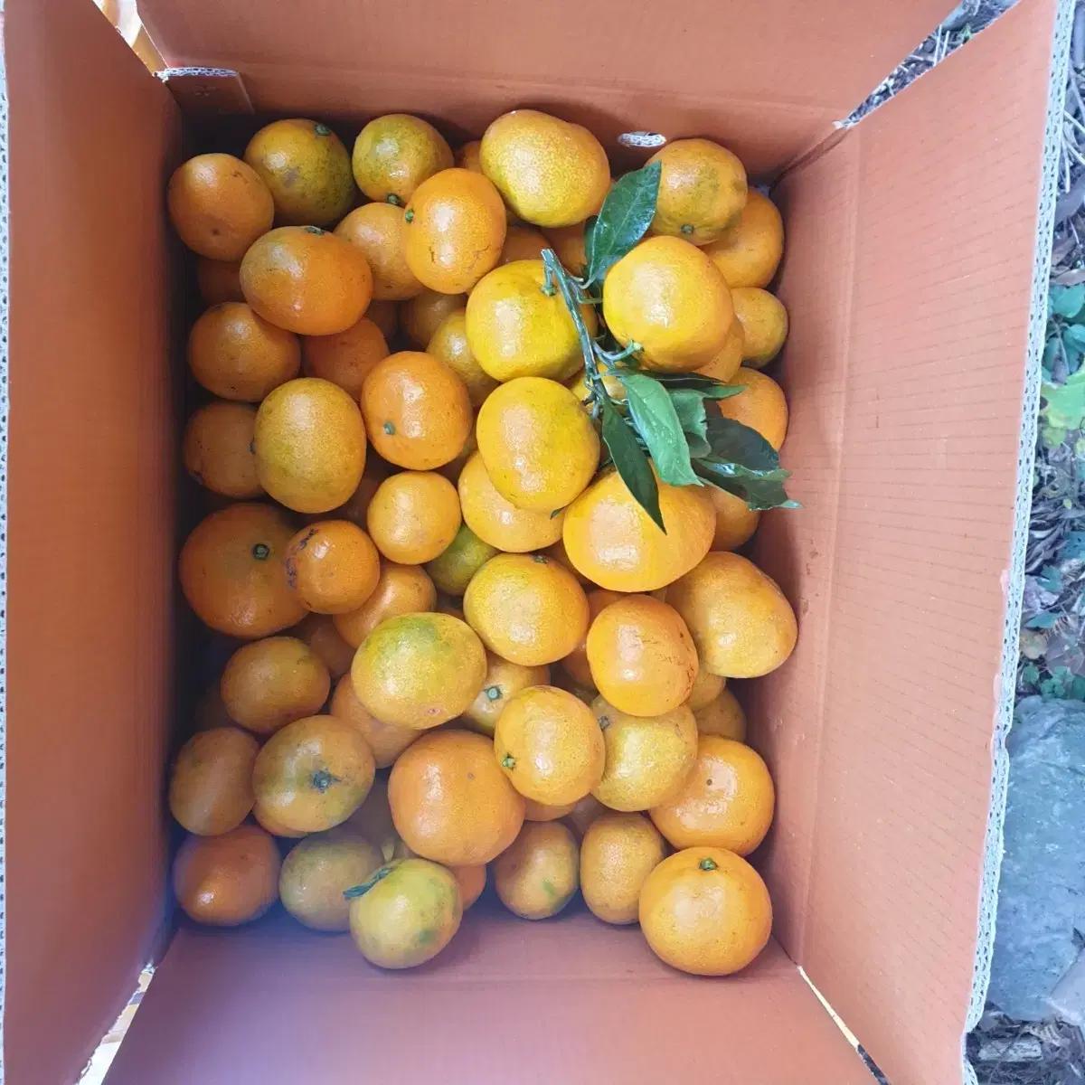 2025년달콤한 제주노지조생감귤판매합니다