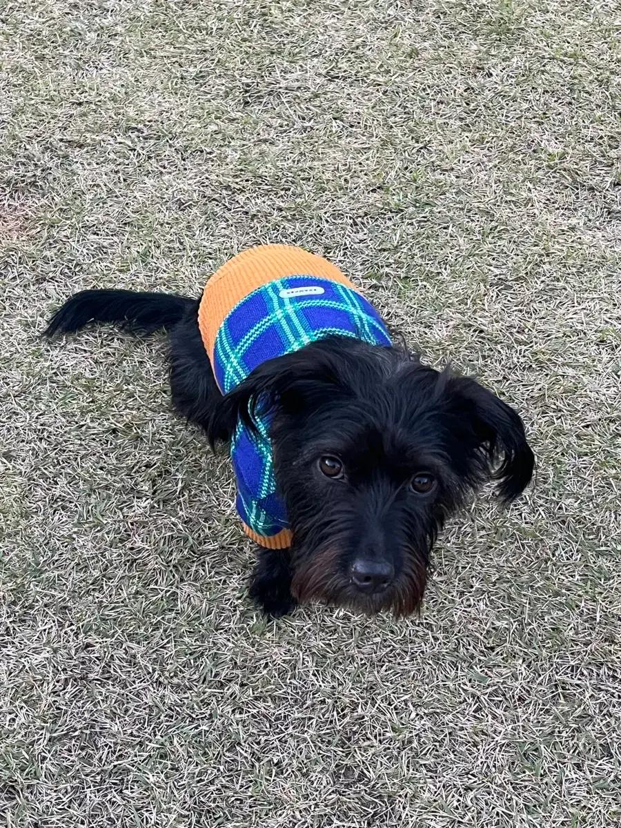 스캠퍼 강아지 겨울니트 xl