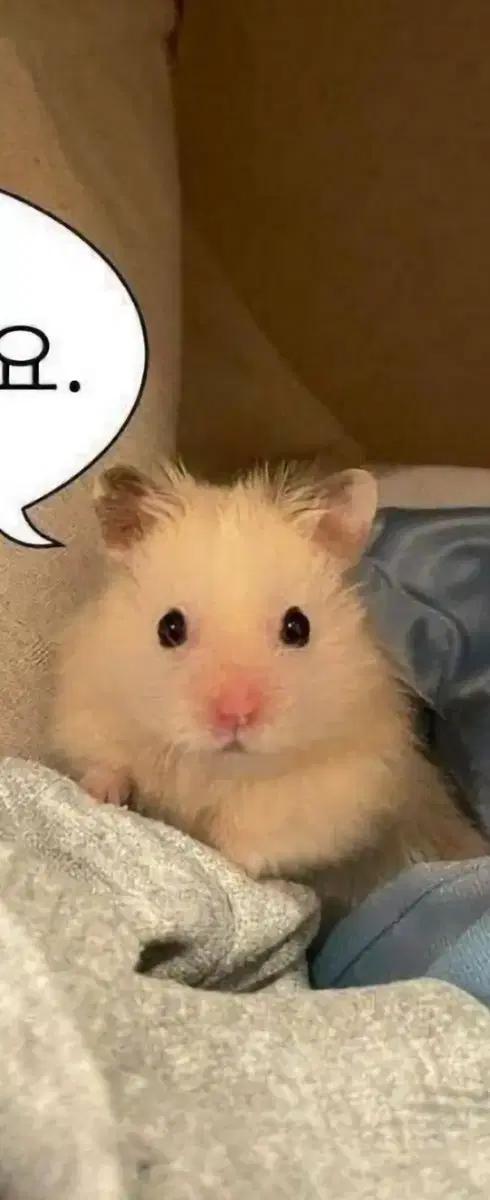 아이딧