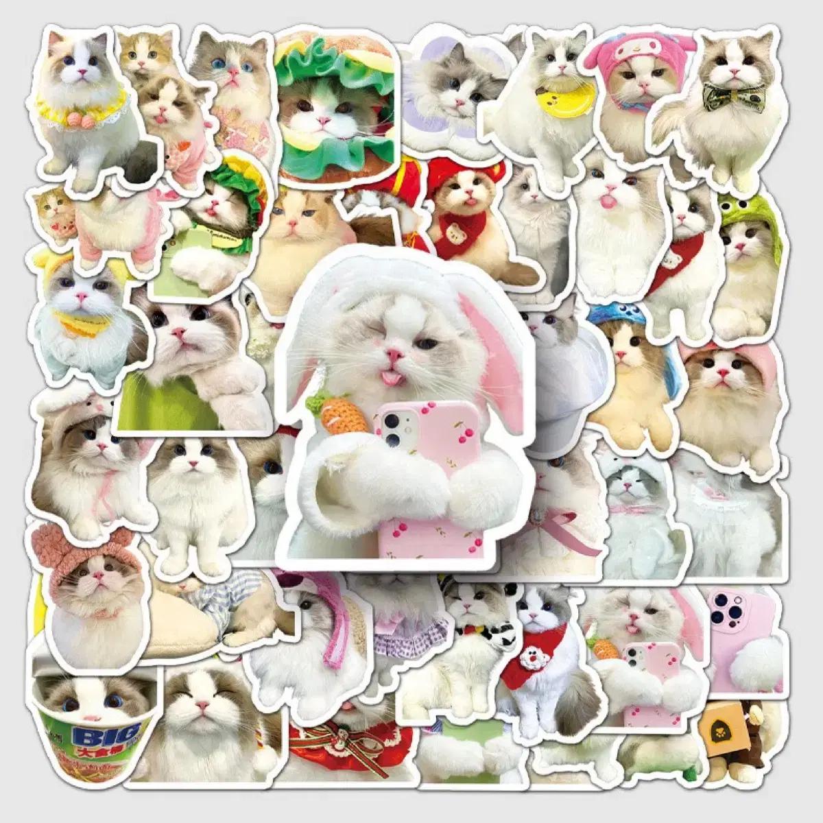 51p 셀카 고양이 스티커 빈티지 감성 방수 캐리어 다꾸 노트북 다이어리