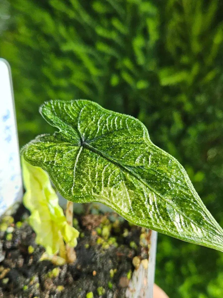 알로카시아 미스틱 No9~3자구묘