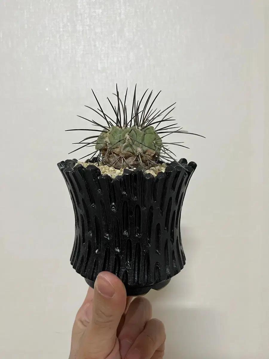 야생 코피아포아 델바타 (copiapoa dealbata)