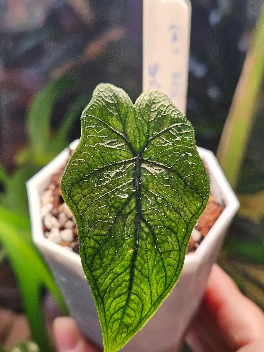 알로카시아 미스틱 No9 ~3자구묘