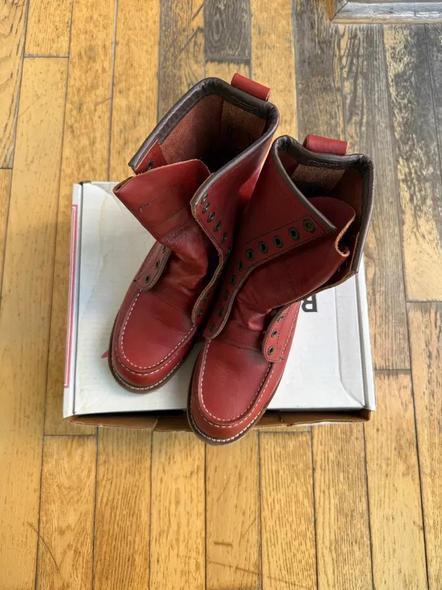 레드윙 아이리쉬세터