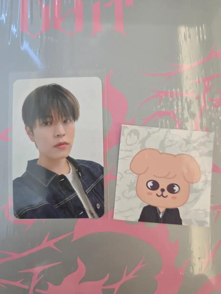 스키즈 2주차 팝업 럭드 포카 승만 + 스티커