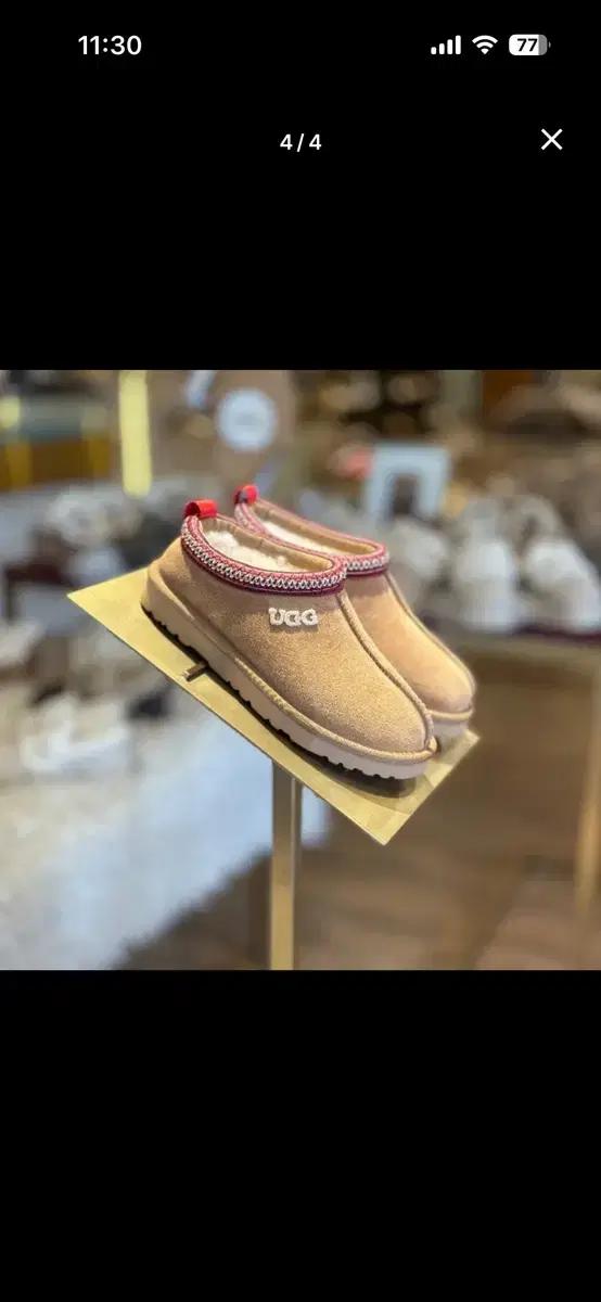 호주어그 타스만 체스트넛레드 40