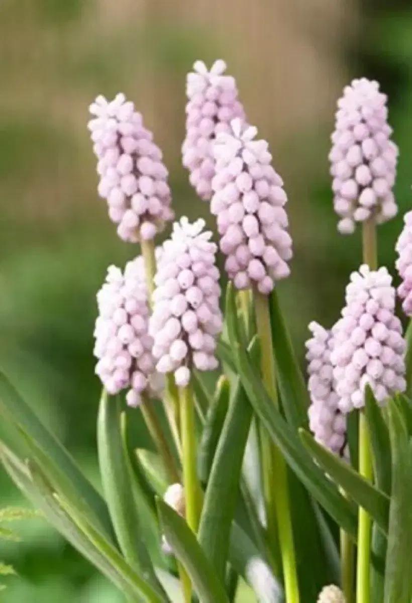 무스카리 핑크썬라이즈