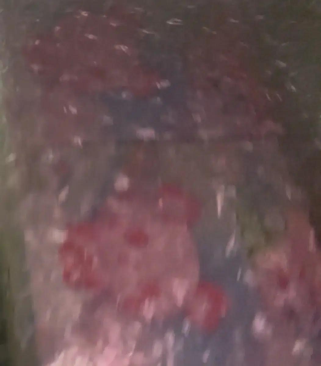 엔시티 위시 nct wish 위부부 위시돌 팡이 사쿠야