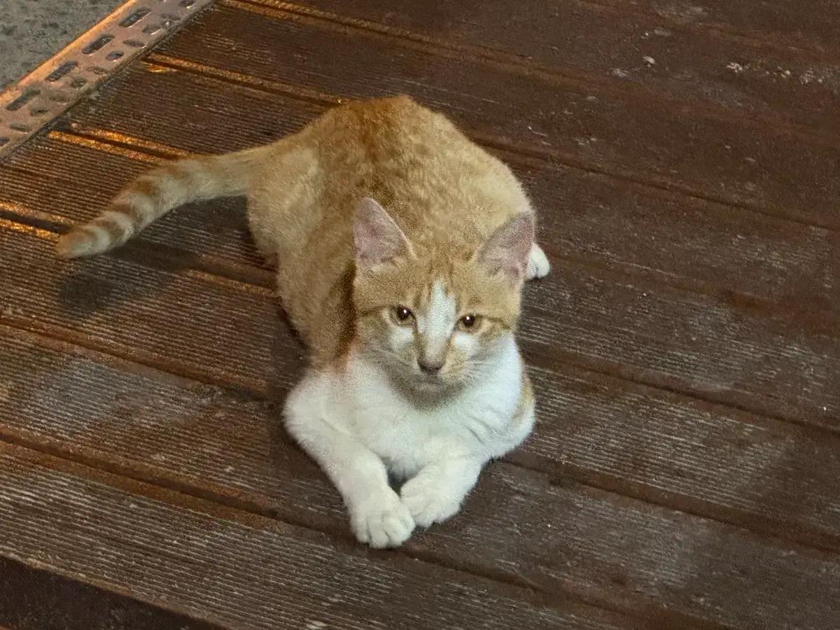 RTX 4080 구매해봄니다 80만원으로