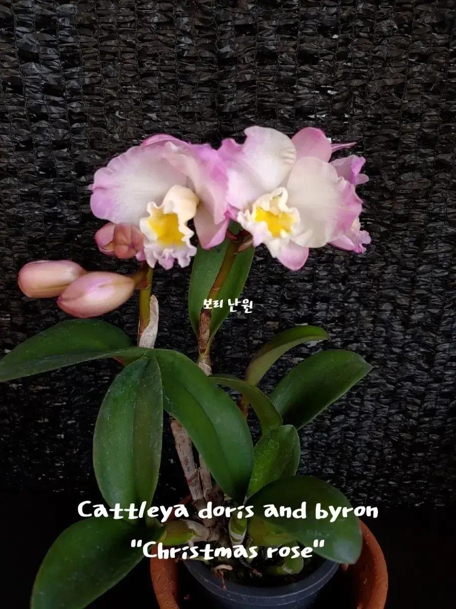 Cattleya doris and byron "Christmas rose