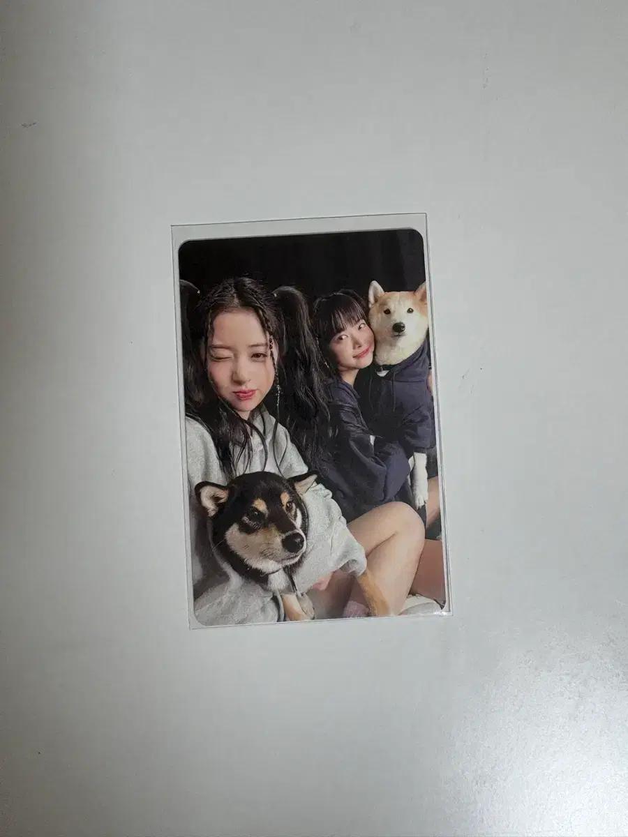 르세라핌 언포기븐 위버스 앨범 허윤진 홍은채 포카 판매양도