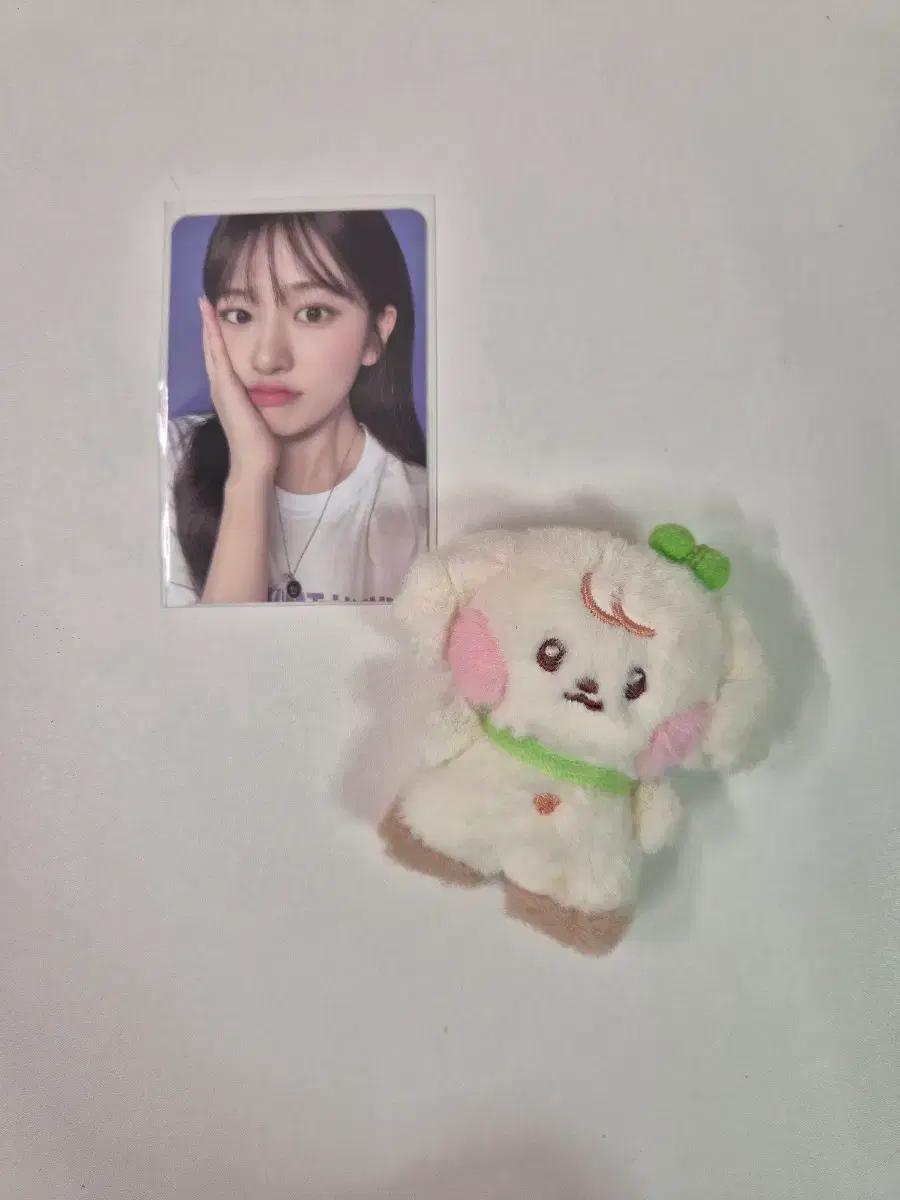 아이브 안유진 콘서트 kit 키트 포카 양도합니다.