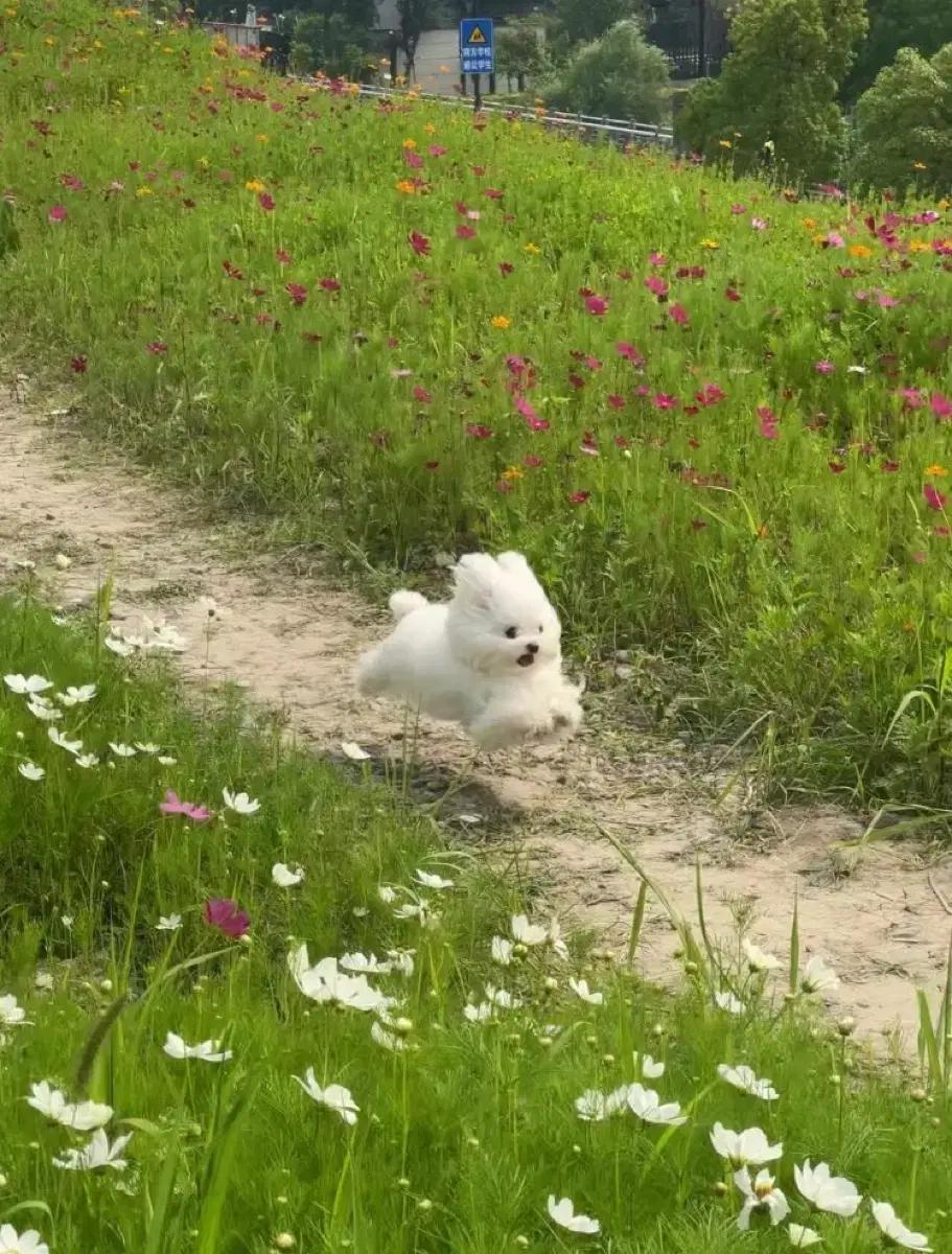 라이즈 앤톤 붐붐베 치비구루미