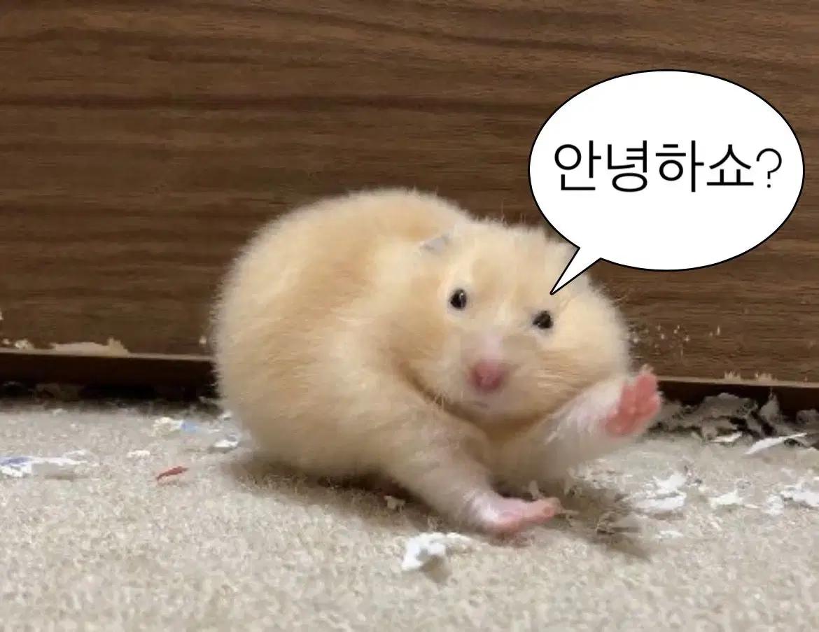 BMX나픽시구합니다