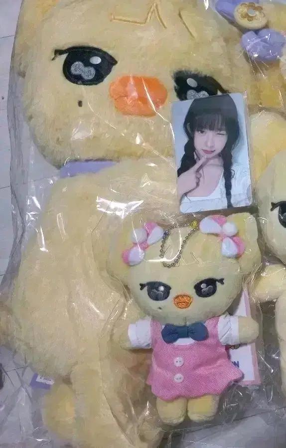 미개봉원가일괄) 아이브 미니브 나오리 오리지널 30cm 스쿨 허그 포카