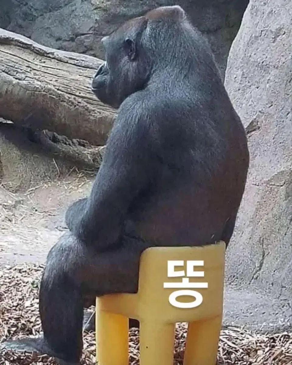 Csc 60림 리어(설명 읽어주세요)