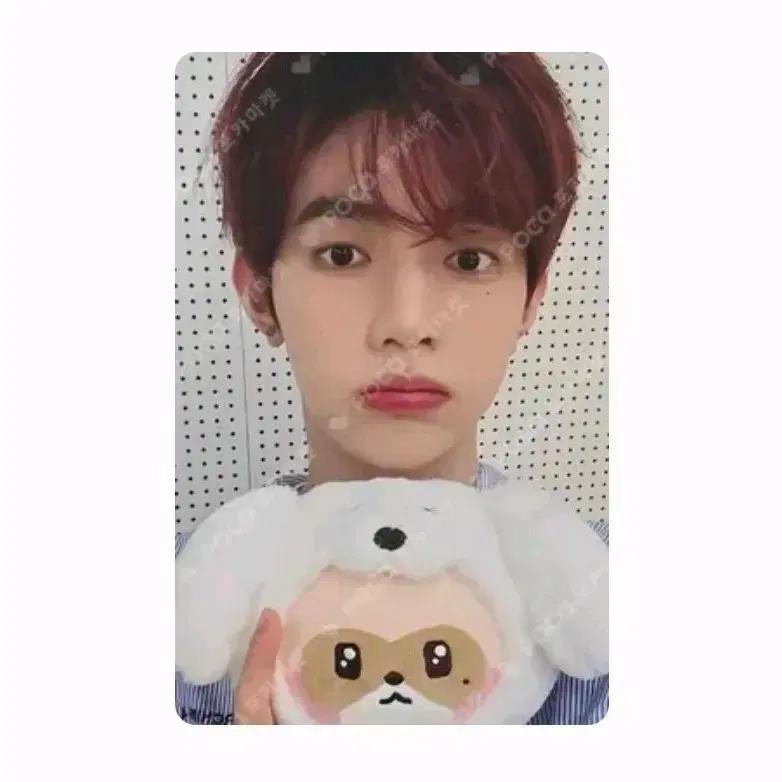 제베원 제로베이스원 장하오 하니니 하오 제로니 팝업 포카 포토카드 판매