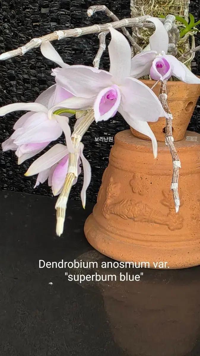 Dendrobium anosmum var. "superbum blue"