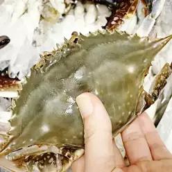 당일조업 서해안 가을 꽃게 대사이즈 생물 2kg (6~9미) 얼음포장