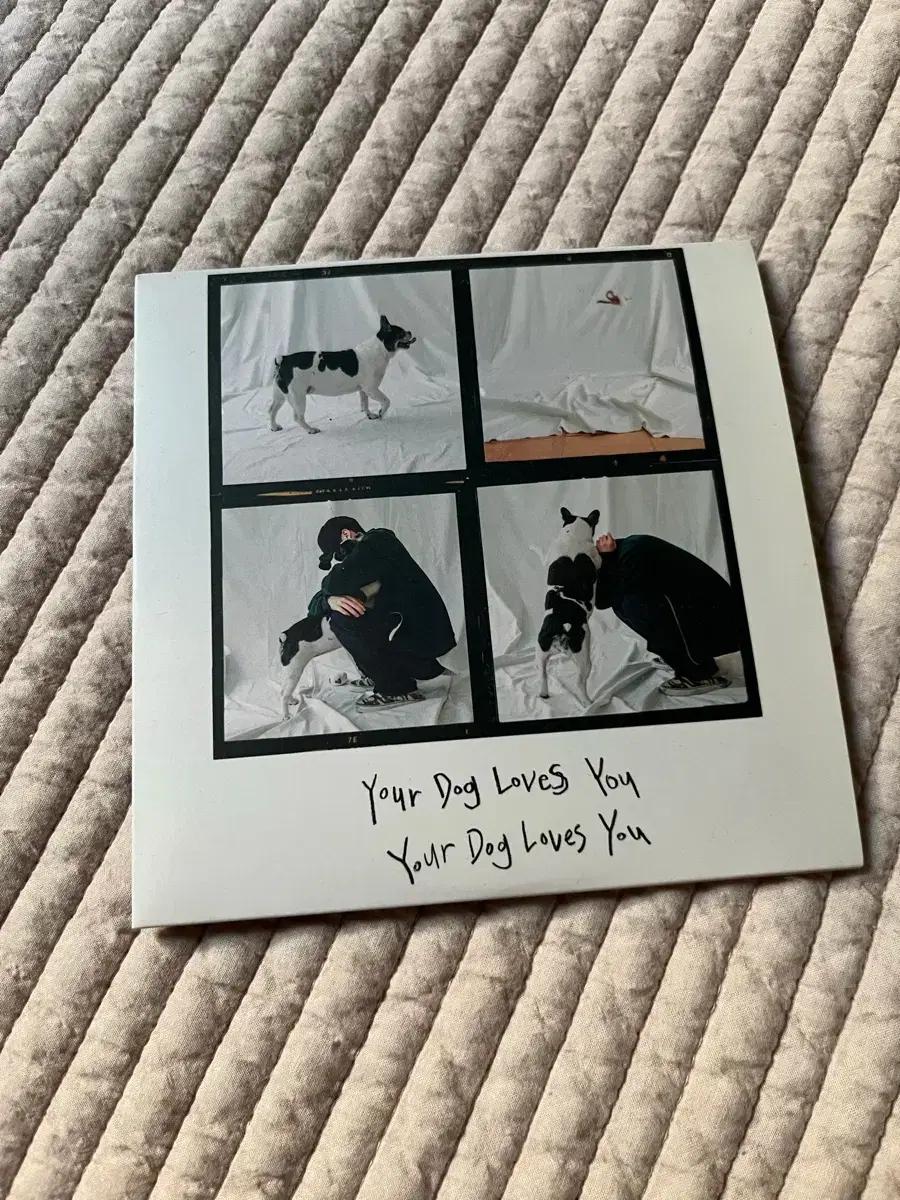 Colde 콜드 Your Dog Loves You 앨범 cd