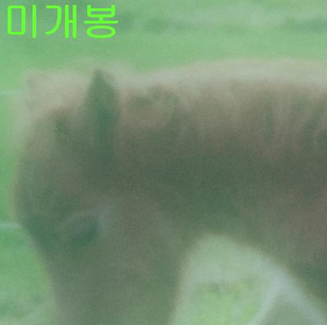소실 (Sosil) - 망상은 나의 조랑말 (미개봉, CD)