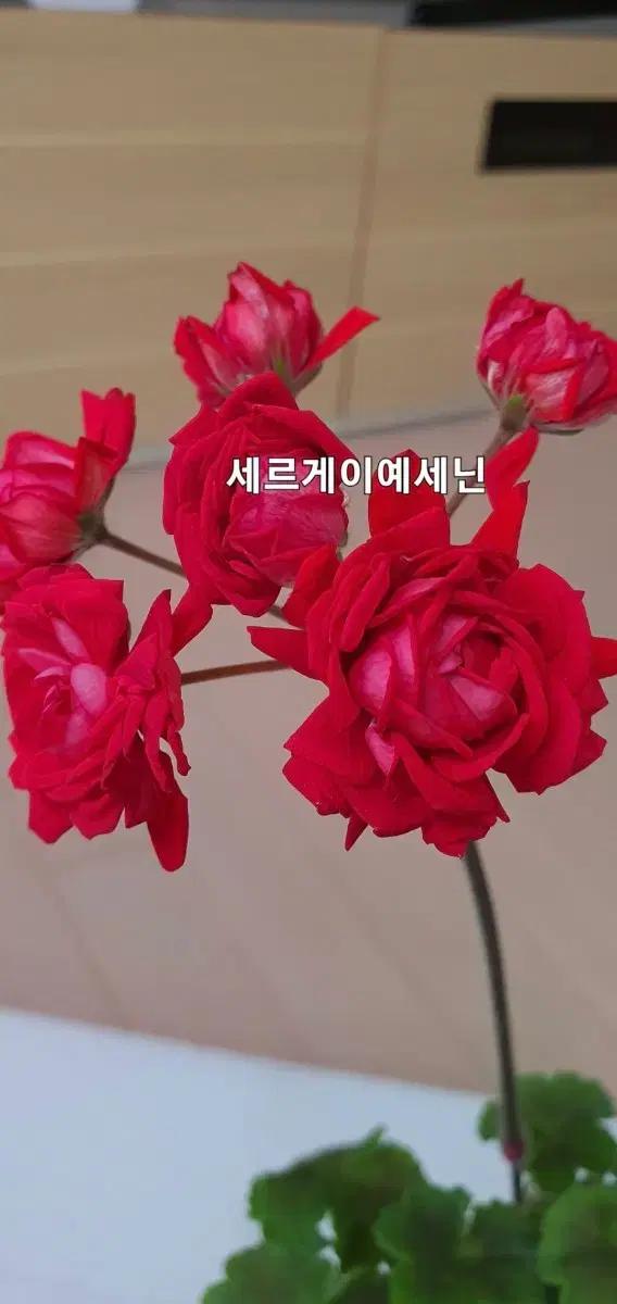 제라늄(세르게이예세닌)